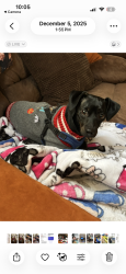 Lost Male Dog last seen Near old barnette place huntersville, Huntersville, NC 28078