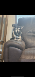 Lost Male Dog last seen Rehobeth school rd, hwy 20. Rehobeth school rd, Piedmont hwy, Piedmont, SC 29673