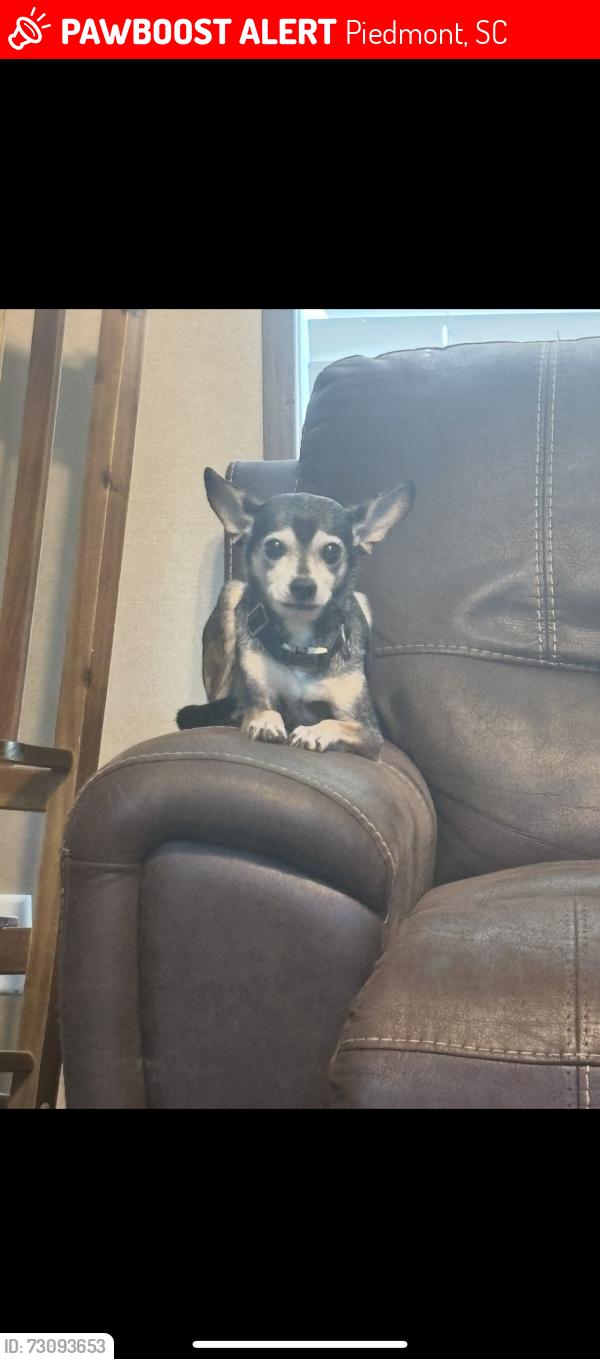 Lost Male Dog last seen Rehobeth school rd, hwy 20. Rehobeth school rd, Piedmont hwy, Piedmont, SC 29673