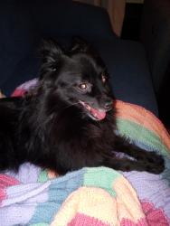 Reunited Female Dog last seen Rossi&Ditoro funeral home , Schenectady, NY 12305