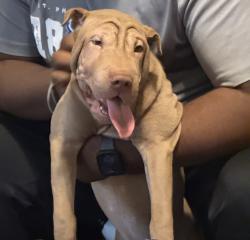 Reunited Female Dog last seen Stanley way, Seguin, TX 78155