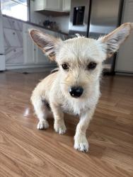 Lost Male Dog last seen Near Lovely Mount Dr Radford, VA 24141 Estados Unidos, Radford, VA 24141