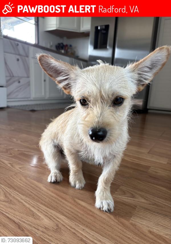 Lost Male Dog last seen Near Lovely Mount Dr Radford, VA 24141 Estados Unidos, Radford, VA 24141
