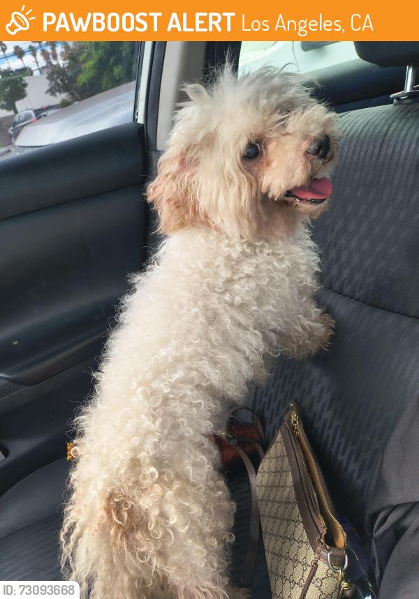 Found/Stray Male Dog last seen Budlong and 47th street, Los Angeles, CA 90037
