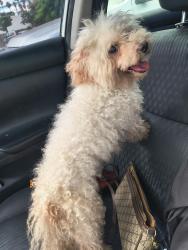 Found/Stray Male Dog last seen Budlong and 47th street, Los Angeles, CA 90037