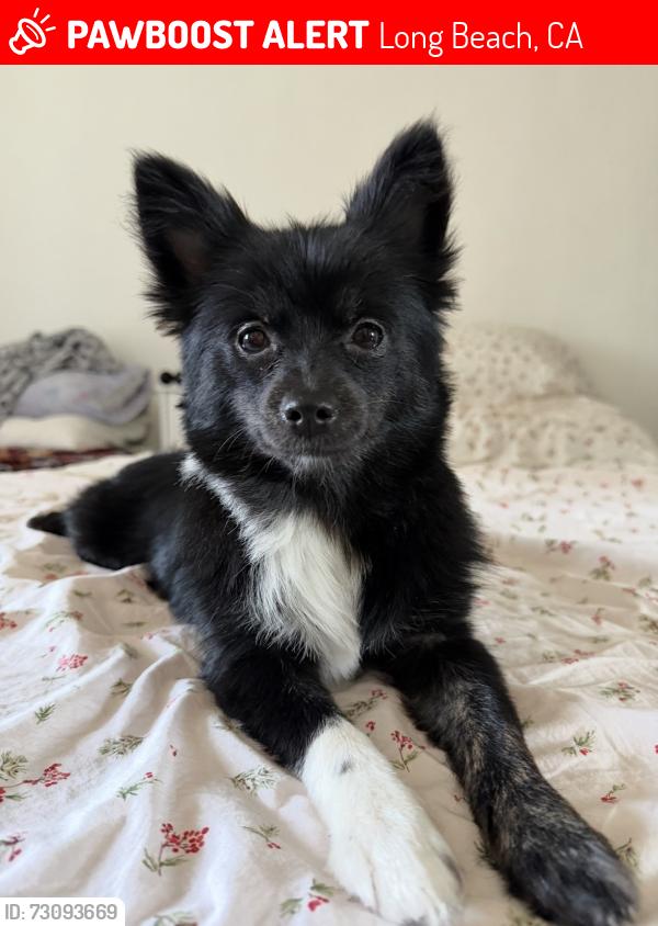 Lost Female Dog last seen 10th Street, Long Beach, Long Beach, CA 90813