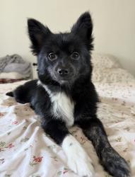 Lost Female Dog last seen 10th Street, Long Beach, Long Beach, CA 90813