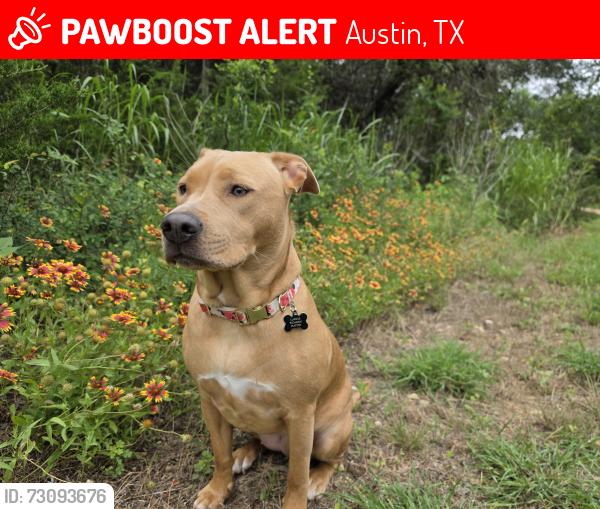 Lost Female Dog last seen In the field , Austin, TX 78741