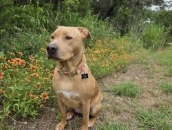 Lost Female Dog last seen In the field , Austin, TX 78741