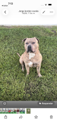 Lost Female Dog last seen Naples fl, Naples, FL 34120