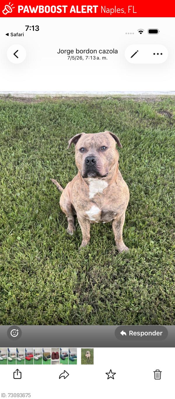 Lost Female Dog last seen Naples fl, Naples, FL 34120