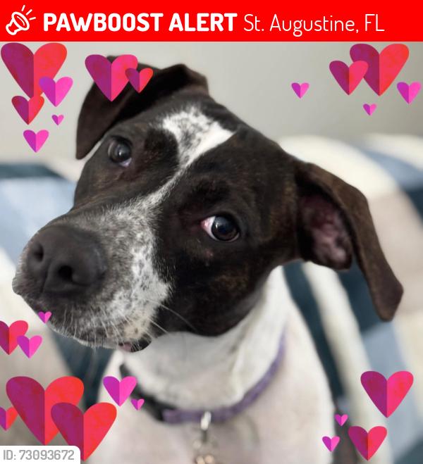 Lost Female Dog last seen Verano creek, St. Augustine, FL 32095