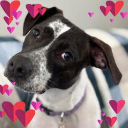 Lost Female Dog last seen Verano creek, St. Augustine, FL 32095