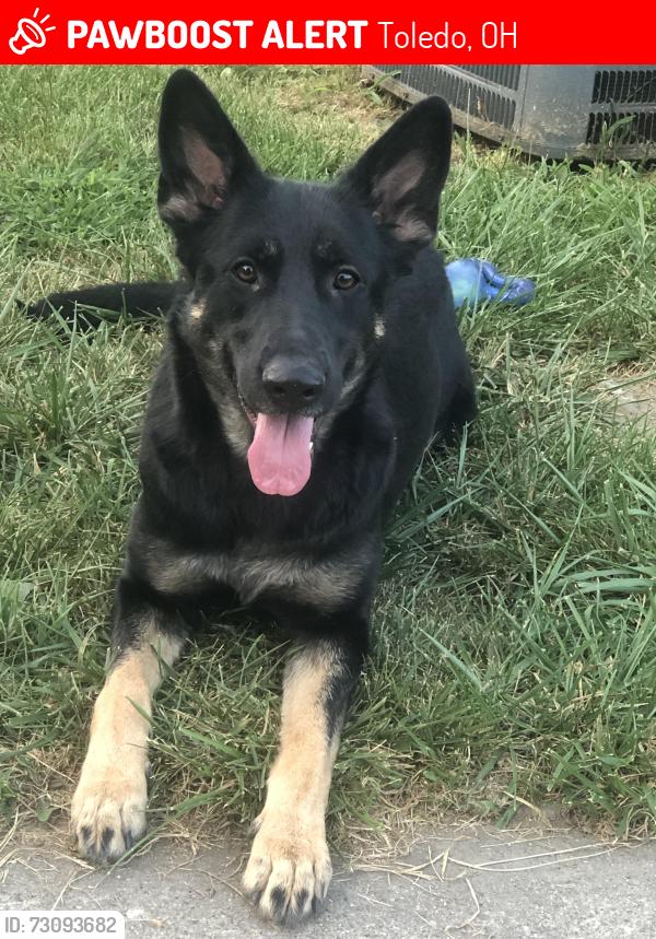 Lost Female Dog last seen Mulberry and pearl st, Toledo Ohio, Toledo, OH 43608