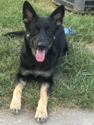 Lost Female Dog last seen Mulberry and pearl st, Toledo Ohio, Toledo, OH 43608