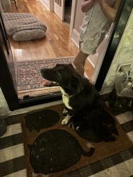 Found/Stray Male Dog last seen Piney grove + Reese loop Taylorsville, Taylorsville, NC 28681