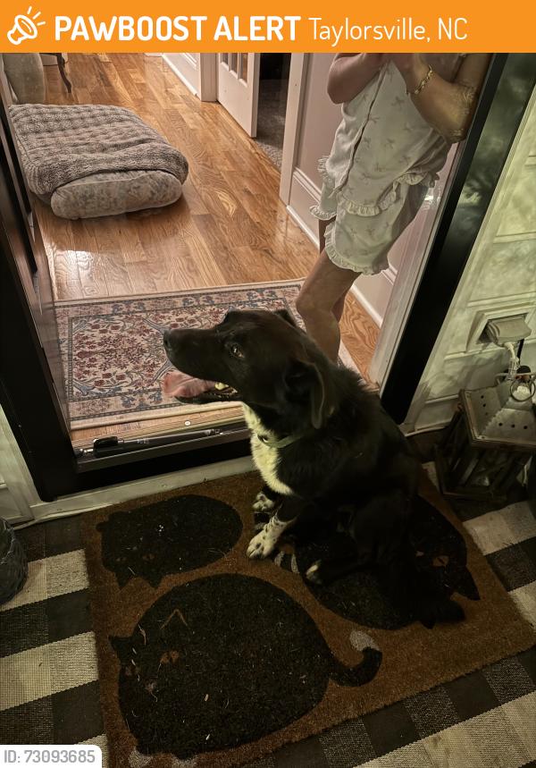Found/Stray Male Dog last seen Piney grove + Reese loop Taylorsville, Taylorsville, NC 28681