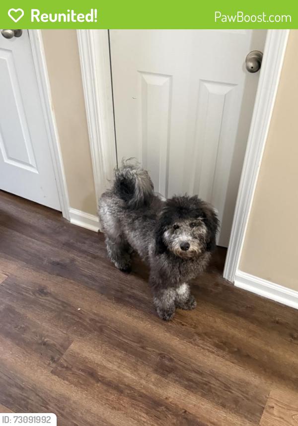 Reunited Male Dog last seen Near Willow Bnd Rd, Hiram, GA 30141, USA, Hiram, GA 30141