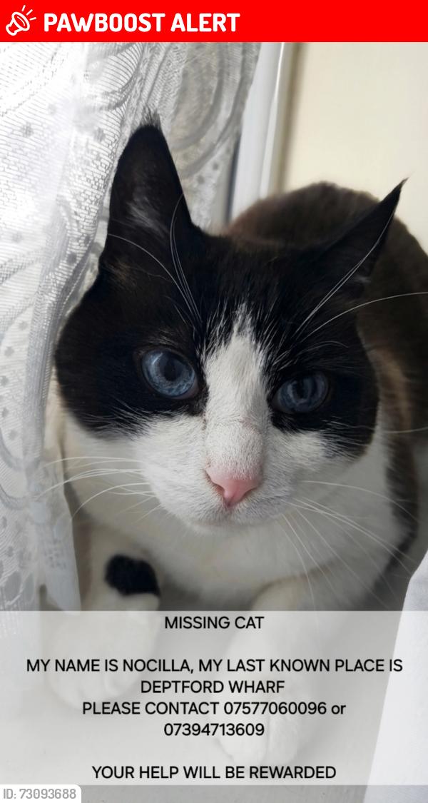 Lost Male Cat last seen Deptford Wharf, Surrey Quays , Greater London, England SE8