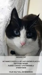 Lost Male Cat last seen Deptford Wharf, Surrey Quays , Greater London, England SE8