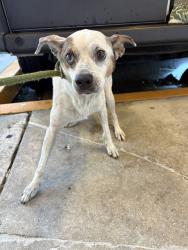 Shelter Stray Male Dog last seen Near BLOCK SW 127TH AVE, 3599 NW 79th Ave, Doral, FL 33122, USA