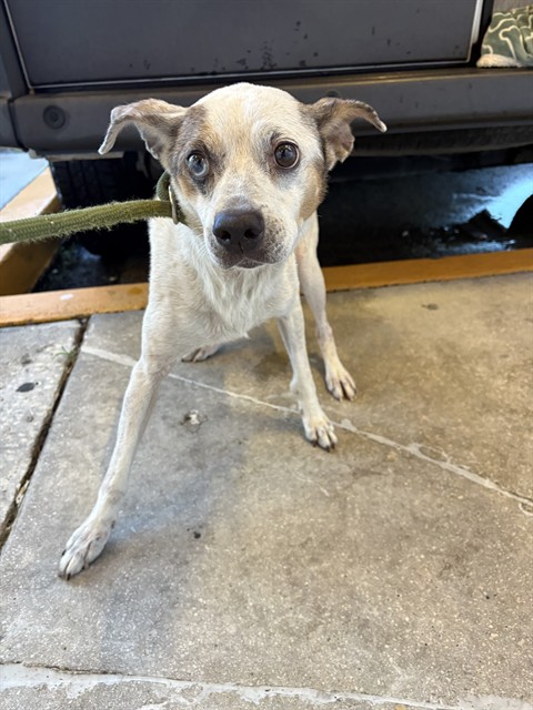 Shelter Stray Male Dog last seen Near BLOCK SW 127TH AVE, 3599 NW 79th Ave, Doral, FL 33122, USA