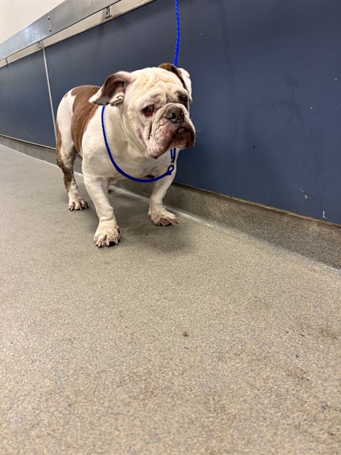 Shelter Stray Male Dog last seen Near BLOCK SW 147 CT, 3599 NW 79th Ave, Doral, FL 33122, USA