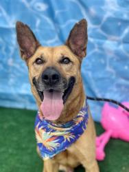 Shelter Stray Male Dog last seen CHARLOTTE, 8315 Byrum Dr, Charlotte, NC 28217, USA