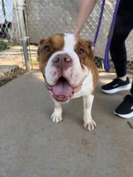 Shelter Stray Female Dog last seen CHARLOTTE, 8315 Byrum Dr, Charlotte, NC 28217, USA