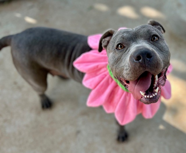 Shelter Stray Female Dog last seen CHARLOTTE, 8315 Byrum Dr, Charlotte, NC 28217, USA