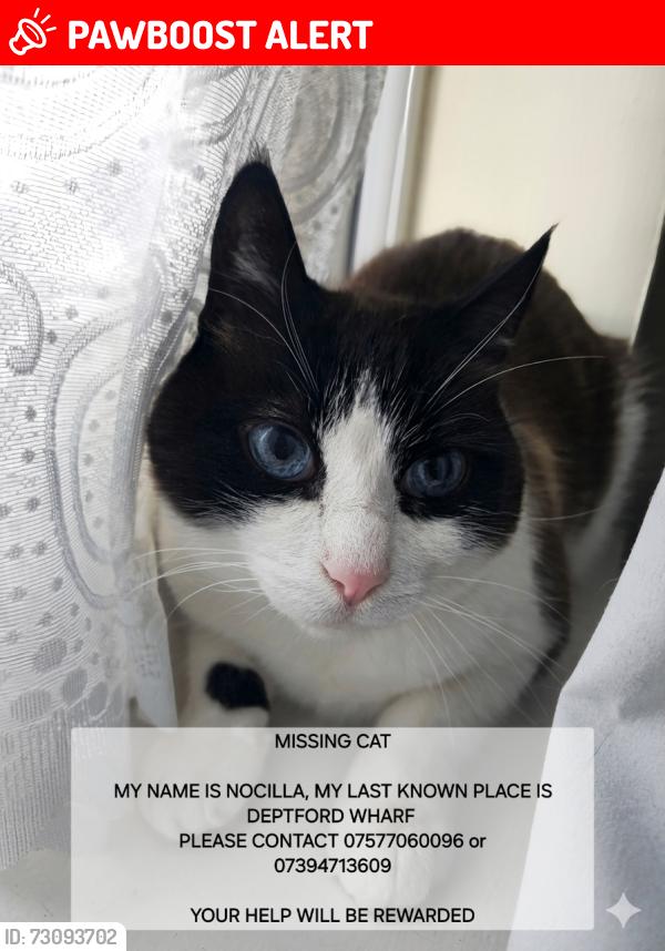 Lost Male Cat last seen Deptford Wharf, Surrey Quays. , Greater London, England SE8