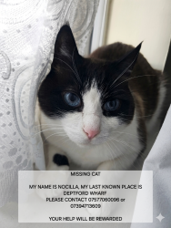 Lost Male Cat last seen Deptford Wharf, Surrey Quays. , Greater London, England SE8