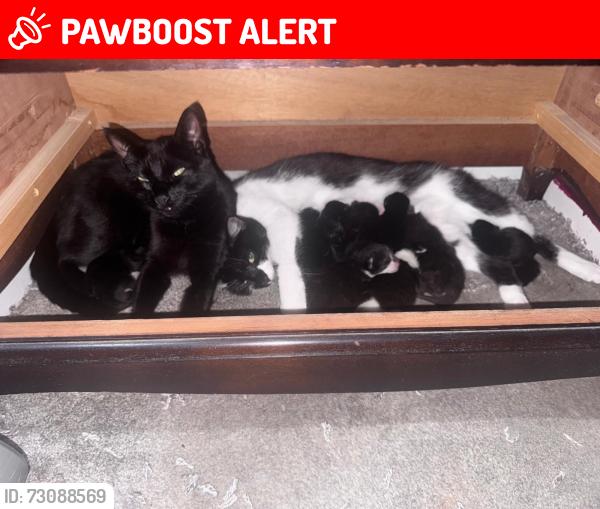 Lost Female Cat last seen St Edmunds Hall, Temple Sutton School, Cokefield Road, Southend-on-Sea, England 