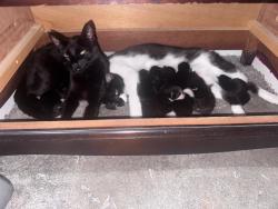 Lost Female Cat last seen St Edmunds Hall, Temple Sutton School, Cokefield Road, Southend-on-Sea, England 