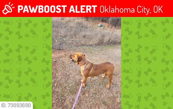 Lost Female Dog last seen 20th and Redbud, Oklahoma City, OK 73121