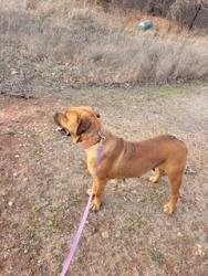 Lost Female Dog last seen 20th and Redbud, Oklahoma City, OK 73121