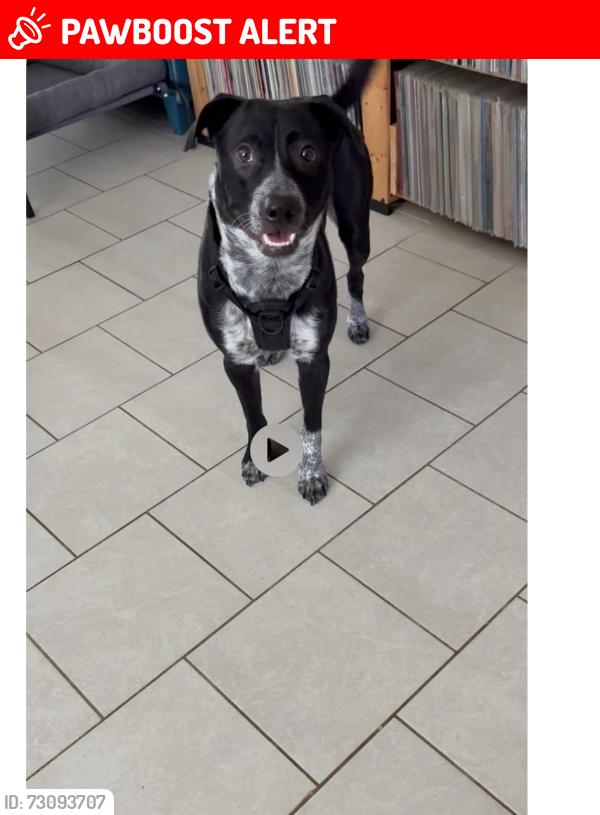 Lost Male Dog last seen School Hill Road, Fort Bend County, TX 77441
