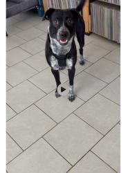 Lost Male Dog last seen School Hill Road, Fort Bend County, TX 77441