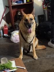 Found/Stray Male Dog last seen Torrid ave and carpenter, Modesto, CA 95358
