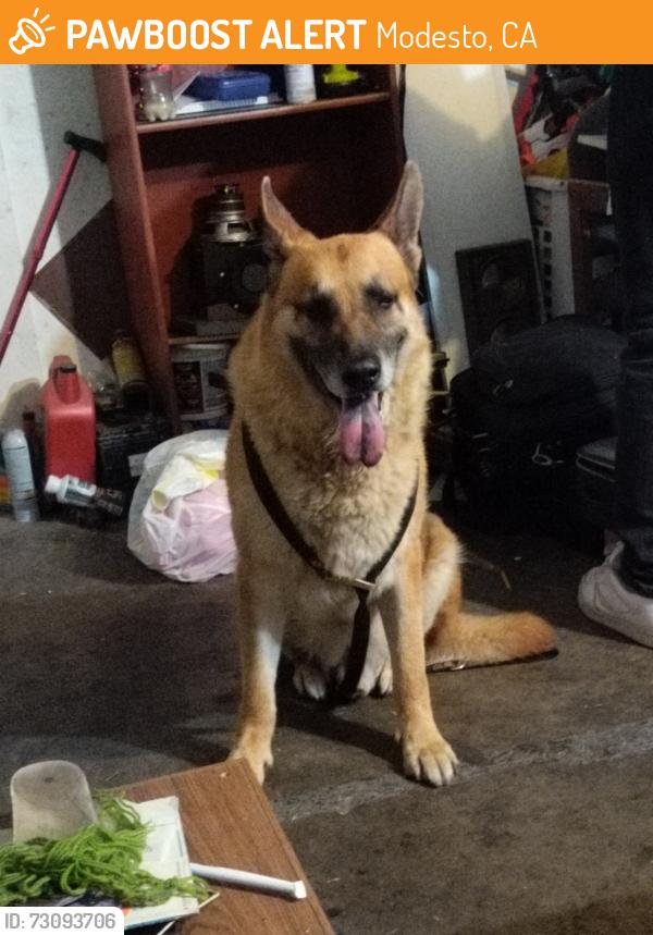 Found/Stray Male Dog last seen Torrid ave and carpenter, Modesto, CA 95358