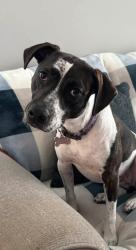 Reunited Female Dog last seen US 1, St. Augustine, FL 32095