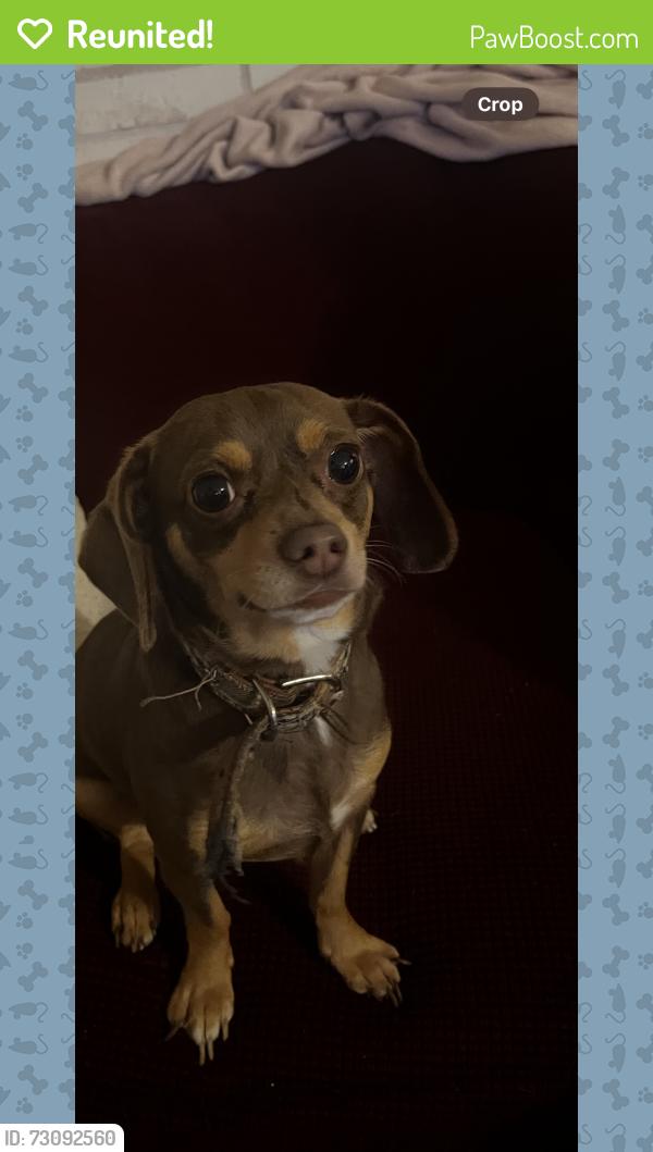 Reunited Male Dog last seen Fox hollow , Jasmine Estates, FL 34668