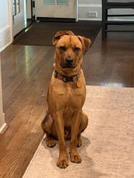 Reunited Male Dog last seen Carter dr and Club Valley Dr, Atlanta, GA 30319