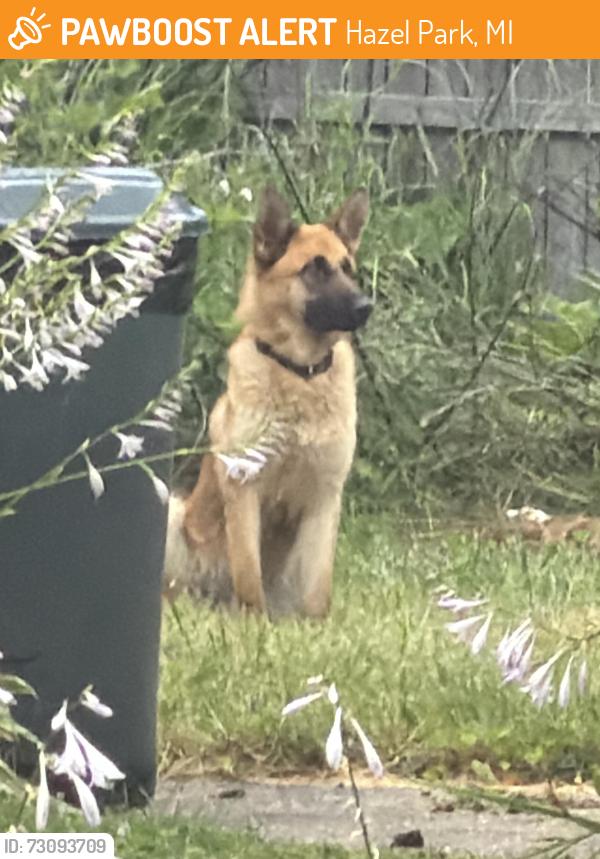 Found/Stray Unknown Dog last seen W Bernhard Ave and John r, Hazel Park, MI 48030