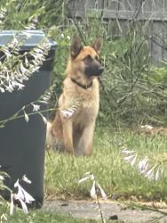 Found/Stray Unknown Dog last seen W Bernhard Ave and John r, Hazel Park, MI 48030