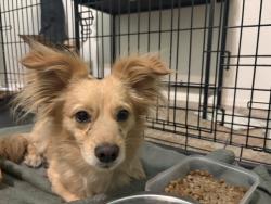 Found/Stray Male Dog last seen Wilmot, Tucson, AZ 85734