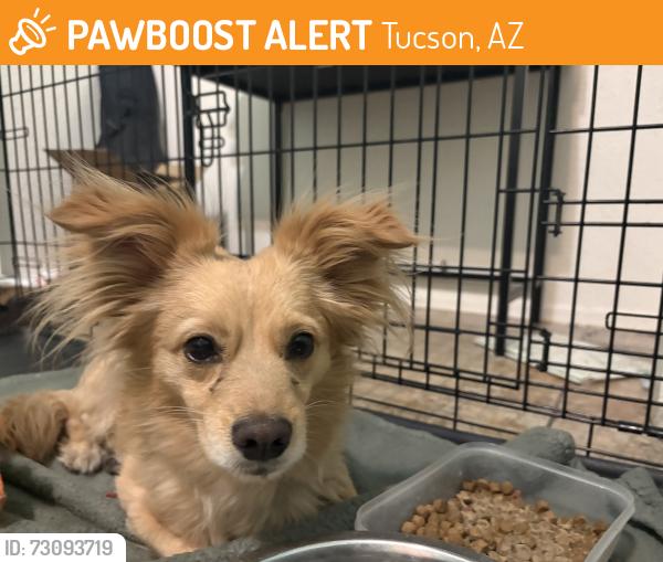 Found/Stray Male Dog last seen Wilmot, Tucson, AZ 85734