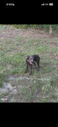 Reunited Male Dog last seen Cain road rodgers drive, Fayetteville, NC 28303