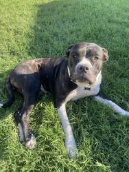 Lost Female Dog last seen 36th and western, Oklahoma City, OK 73118