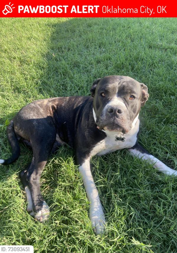 Lost Female Dog last seen 36th and western, Oklahoma City, OK 73118